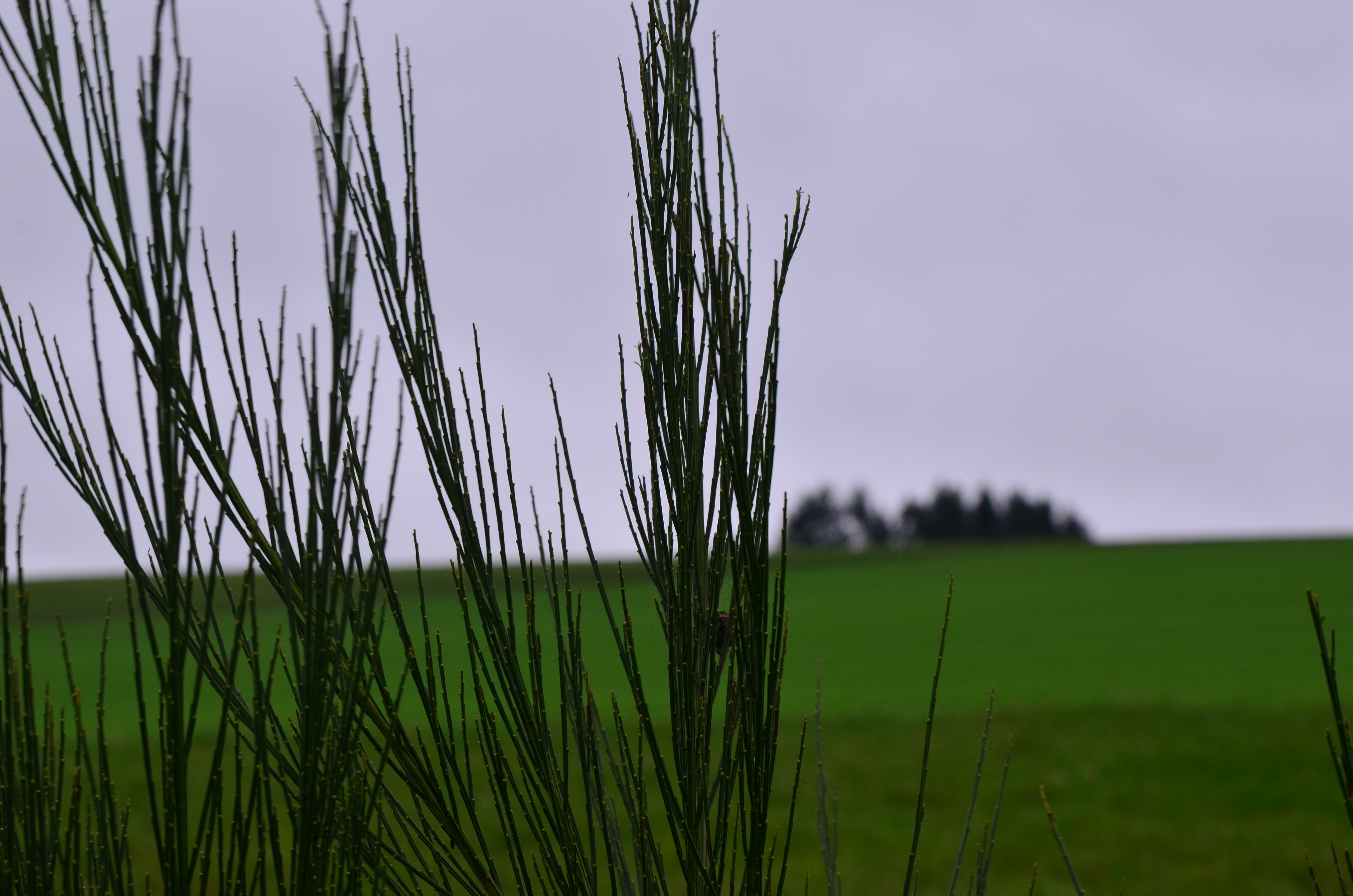 dsc_1931